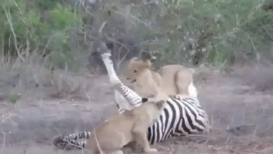 Photo of Lion’s children were seen playing with the prey, will be surprised to see the viral video