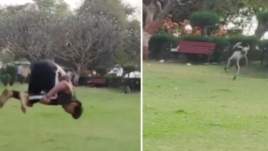 Photo of Seeing the boy doing backflip in the park, the monkey also started killing Gulati, funny video went viral