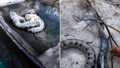 Photo of Seeing the giant snake in trouble, the person helped something like this, you will be stunned to see the viral video