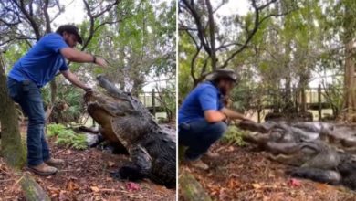 Photo of Sitting near giant crocodiles, the man fed them with his hands, the video will give goosebumps