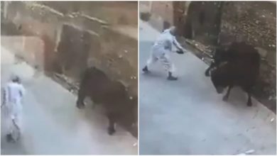 Photo of Tau gave a stick on the bull without any meaning, then got the fruits of the deeds in 2 seconds…watch video
