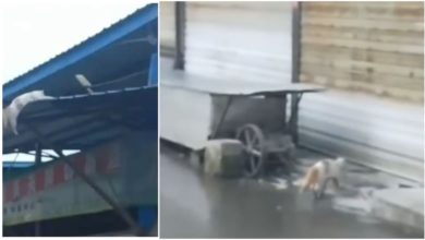 Photo of The cat fell on the ground from a height, yet not a single scratch came, see the shocking video