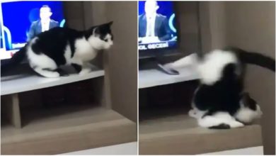 Photo of The cat wanted to jump from the table and go to the other side but the balance spoiled the whole game, watch funny video