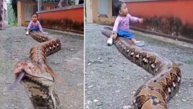 Photo of The child started playing like this sitting on the giant python, whoever saw this video was stunned