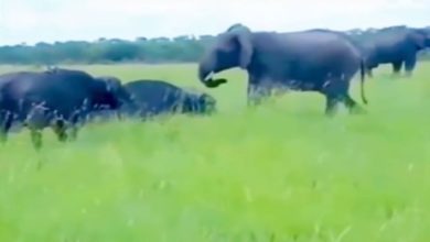 Photo of The elephant had some fun with the buffalo, then the animal taught Gajraj such a lesson, this video is funny