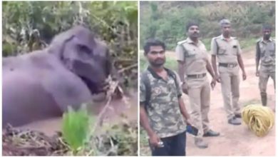 Photo of The elephant trapped in the swamp, the forest department’s team did rescue like this, Viral VIDEO will win your heart