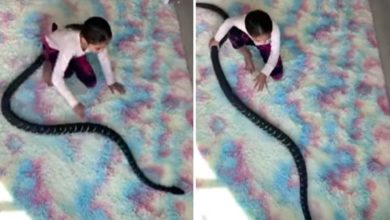 Photo of The girl was seen playing like this with a dangerous snake, people were blown away after watching the video, said – she is very courageous