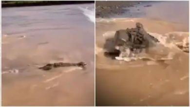 Photo of Thinking of easy prey, crocodile attacked each other, users were surprised to see the video