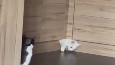Photo of VIDEO: Cat did such a feat, seeing ‘Tom and Jerry’ cartoon will be remembered