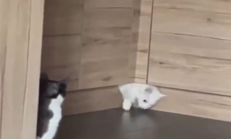 VIDEO: Cat did such a feat, seeing 'Tom and Jerry' cartoon will be remembered
