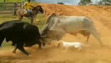 Photo of VIDEO: In a fight between two bulls, when the dog suddenly came, it was a funny sight to see