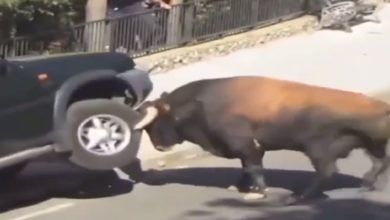 Photo of VIDEO: The bull showed power on the car parked on the side of the road, watching the video you will also believe in ‘bull power’
