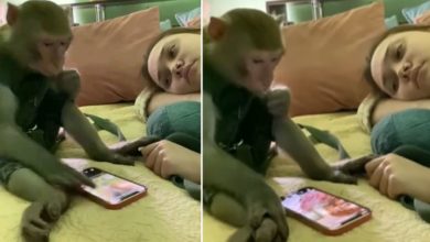 Photo of Video: Monkey did something like this while eating snacks, public said – this is a big smart monkey