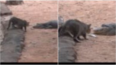 Photo of Video: The cat stole the fish from the front of the crocodile, the animal’s derring won the hearts of the people