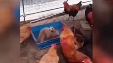 Photo of Video of chickens watching little dogs fighting goes viral, people said – ‘Wow what a scene’