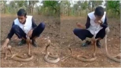 Photo of Viral: A person was having fun with three-three cobra snakes, watching the video, people said – ‘What madness is this’