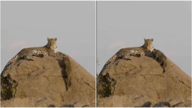 Photo of Viral: Baby Leopard reached the height of the mountains while following the mother, watching the video will make your day