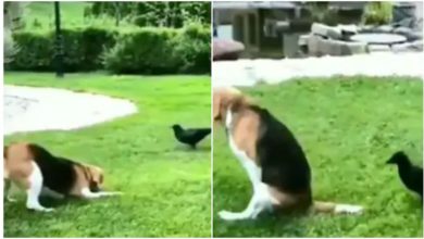 Photo of Viral: Crow clashed with dog in open field, see in video how a bird forced the animal to leave the field!