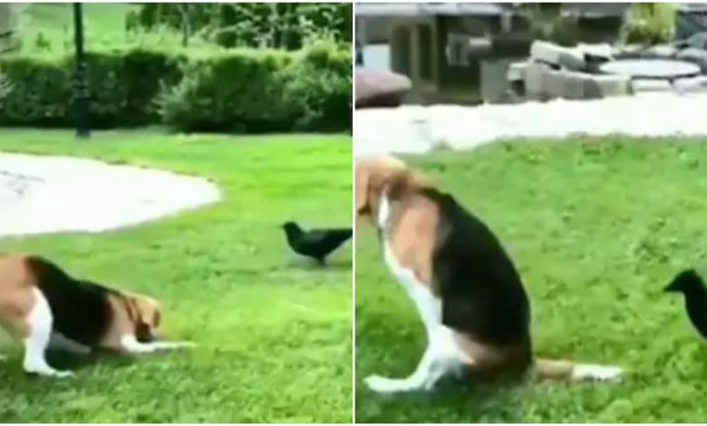 Viral: Crow clashed with dog in open field, see in video how a bird forced the animal to leave the field!