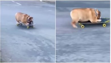 Photo of Viral: Dog skateboarded brilliantly, watching the video will make your day