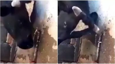Photo of When the cow felt thirsty, she had a wonderful mind to drink water, video is going viral on social media