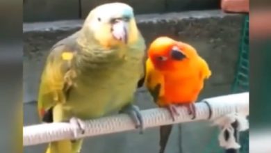 Photo of When the little parrot suddenly started doing strange things, watching the video will make you laugh