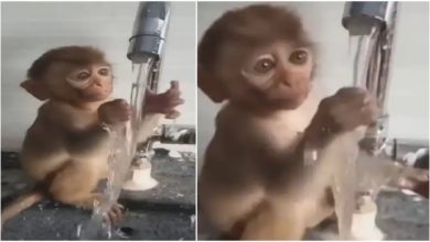 Photo of Baby monkey was trying to hold water in hand, you will also remember your childhood by watching the cute video