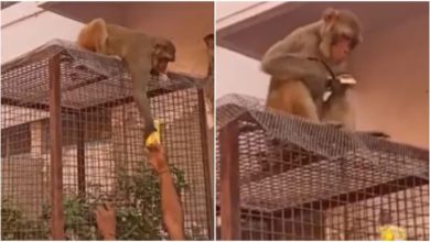 Photo of Funny: Monkey made a great deal with a person to get Frooti, ​​your laughter will be missed by watching the viral video