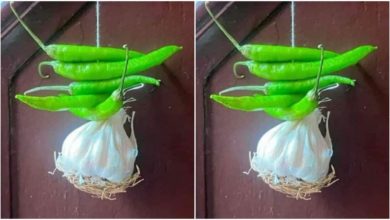 Photo of Funny: People are resorting to garlic to avoid evil eye, IPS officer shared a funny picture