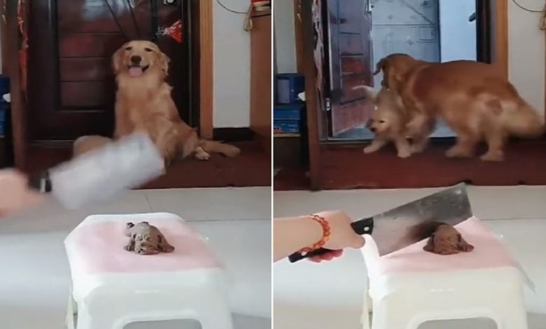 Funny Video: Dog took the prank as truth, dragged the little dog outside the house, will miss laughing after watching the video