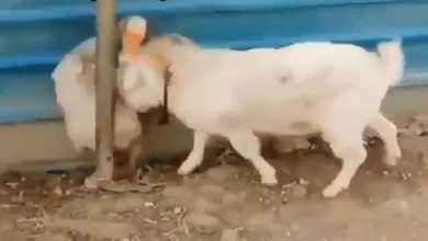 Photo of Funny Video: Ever seen such a funny fight between goat and duck?  You will be laughing after watching the video
