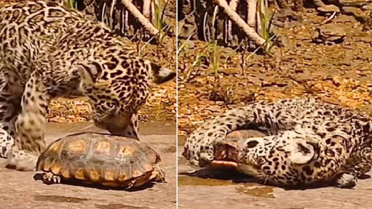 Funny Video: Little Jaguar could not hunt turtle even after wishing, people  lost their laugh after watching the video | India Rag