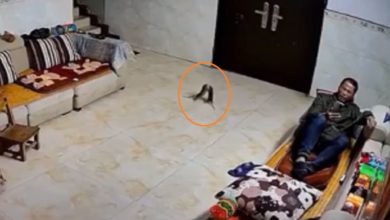 Photo of Funny Video: Mice were seen fighting like humans, this funny incident was captured in CCTV