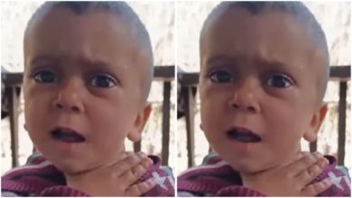 Photo of Little ‘Pushparaj’, a shadow in the world of internet, said in a funny way – I will not bow down ..watch video
