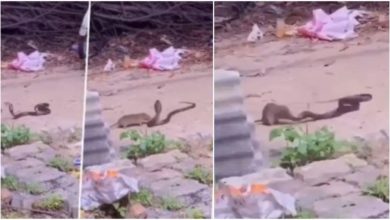 Photo of Rat clashed with snake to save life, surprising video went viral on social media