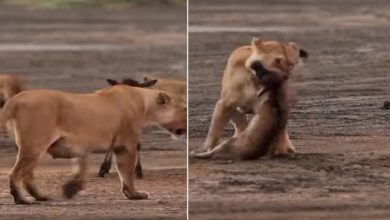 Photo of Shocking: Little deer clashed with lioness unnecessarily, lost its life, shocking video went viral