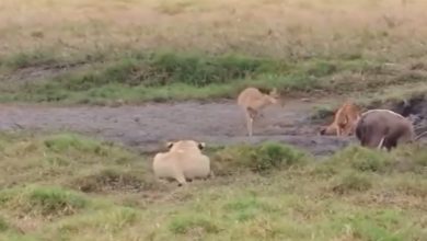 Photo of Shocking: The lioness ambushed the deer and made her prey, you will be stunned to see the video