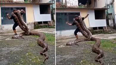 Photo of Shocking Video!  A man dancing carrying two giant pythons on his shoulder, will be stunned to see the video
