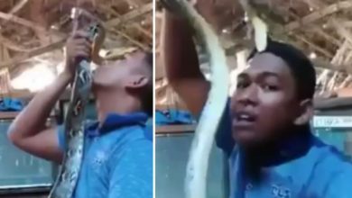 Photo of Snake Attack Video: Snake attacked the boy’s head, the video is going to give goosebumps