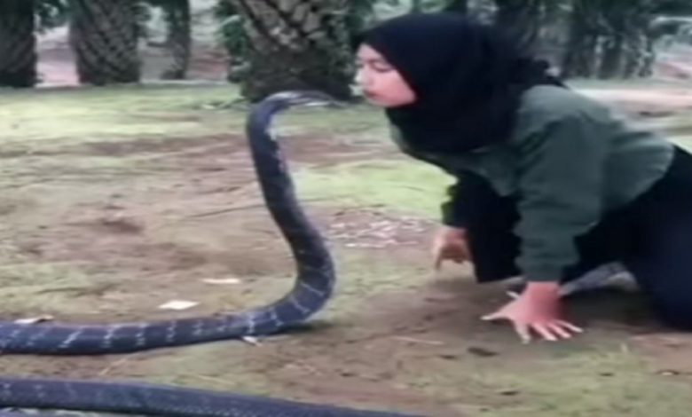 The girl was seen kissing the giant snake, watching the video, people said - 'It is dangerous'