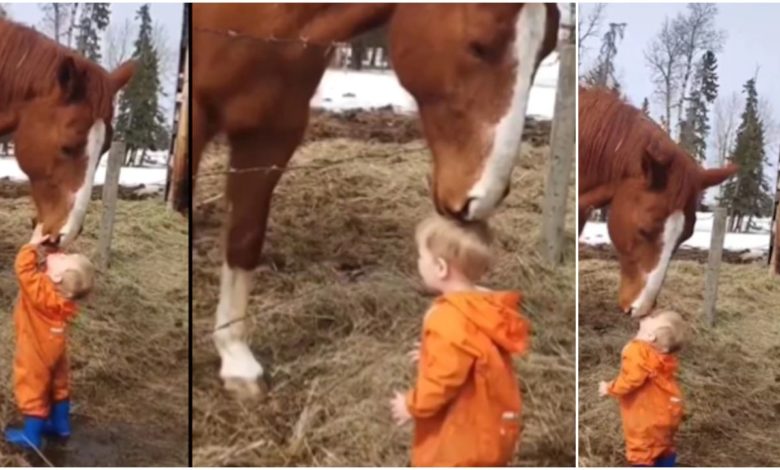 The love-filled video of a child and a horse went viral on social media, watching the clip will make your day