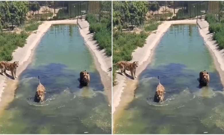 Three dreaded tigers could not even hunt a bird together, this game of hide-and-seek went on in the water for a long time...watch video