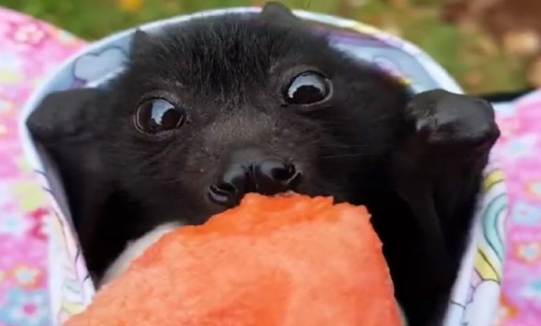 VIDEO: Bats tested watermelon for the first time, then gave such a funny reaction, you will be left laughing after watching the video