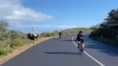Photo of VIDEO: Ostrich was seen racing with cyclists on the road, see who won and who lost