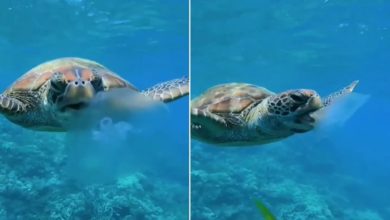 Photo of VIDEO: Sea turtle could not eat jellyfish even after wishing, don’t believe it yourself