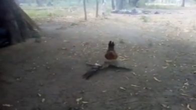 Photo of VIDEO: The chicken showed amazing courage to save the children from the hawk attack, you will be stunned to see the video