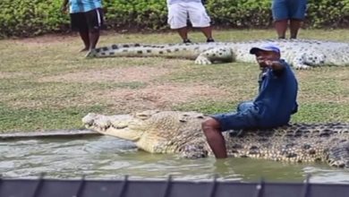 Photo of VIDEO: Video of a man riding a giant crocodile goes viral, people say ‘crazy and crazy’