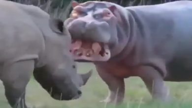 Photo of VIDEO: When Hippo and Rhinoceros came face to face, then it is hard to believe what happened