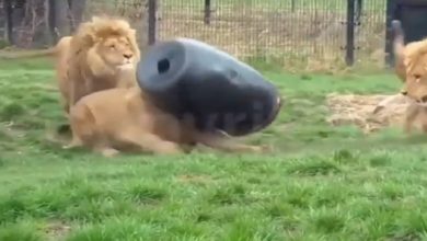 Photo of VIDEO: When a big box got stuck in the lion’s mouth, then see what happened, you will be laughing and laughing