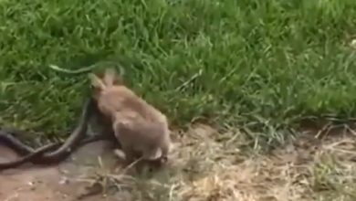 Photo of VIDEO: When the little rabbit clashed with the giant snake, you too would be stunned to see the courage